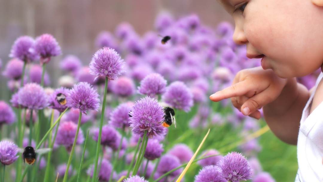 Alergia a abejas y avispas