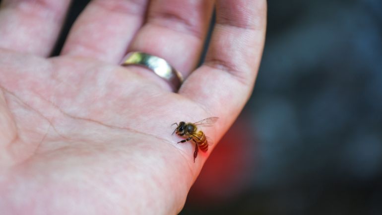 alergia a abejas y avispas